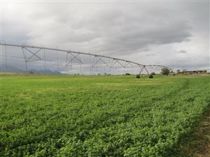 78 ha Farm in Bonnievale