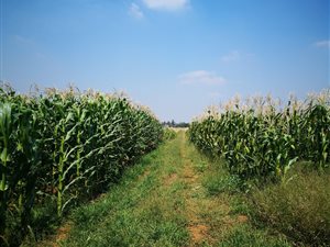 36 ha Farm in Randfontein Central