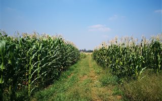 36 ha Farm in Randfontein