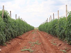 835.4 ha Farm in Alldays