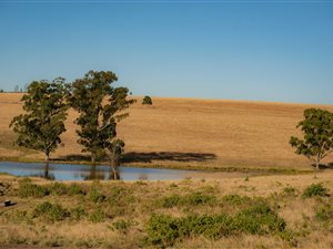 662 ha Farm in Stutterheim