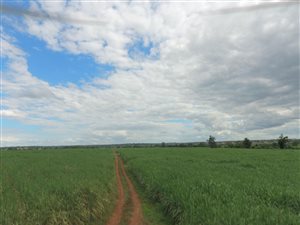 70 ha Farm in Malelane