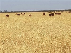 759 ha Farm in Kuruman
