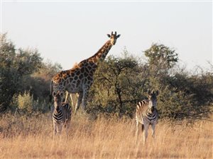 753 ha Farm in Kroonstad