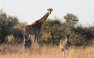 753 ha Farm in Kroonstad