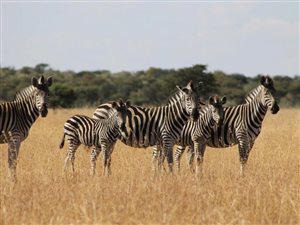 753 ha Farm in Kroonstad