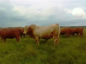 1336 ha Farm in Ermelo