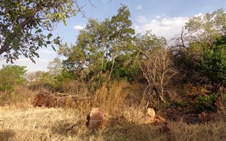1151 m² Land available in Kameeldrift