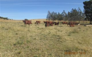 1010 ha Farm in Rouxville