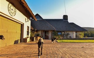 30 ha Farm in Dargle