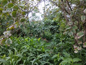 1035 m² Land available in Saiccor