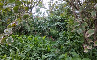 1035 m² Land available in Saiccor