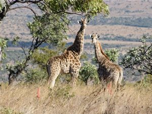 675 ha Farm in Rustenburg Central