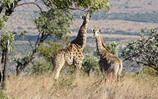 293 ha Farm in Rustenburg Central