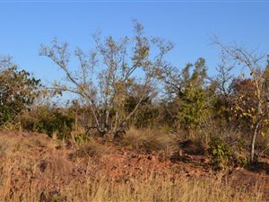 1400 m² Land available in Bela-Bela (Warmbaths)
