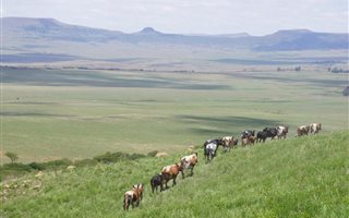 1800 ha Farm in Ladysmith