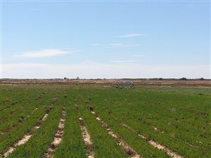 804 ha Farm in Graafwater