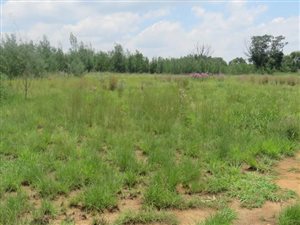4.3 ha Land available in Tiegerpoort