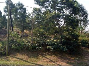 2057 m² Land available in Forest Hills
