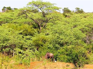 21.8 ha Land available in Dinokeng