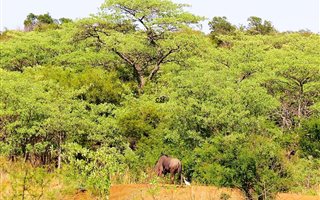 21.8 ha Land available in Dinokeng