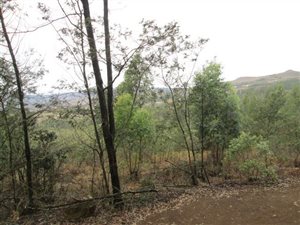 35 ha Farm in Vryheid
