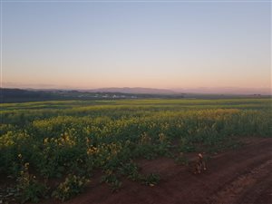 1.1 ha Land available in Cape Farms