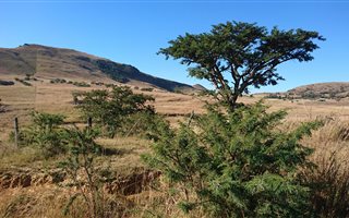 91.5 ha Farm in Newcastle Central