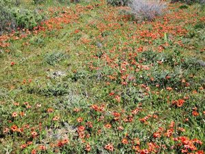 1786 m² Land available in Calvinia