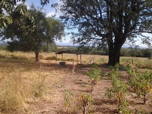 21 ha Farm in Tzaneen