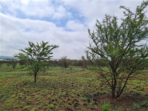 4 ha Farm in Boschkop