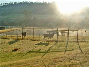 6 ha Farm in George Central