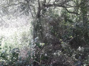 3919 m² Land available in Forest Hills