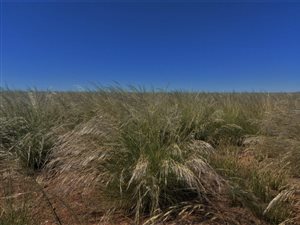 3766 ha Farm in Kenhardt