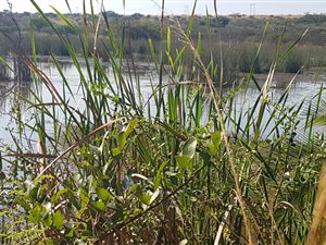 65 ha Farm in Empangeni