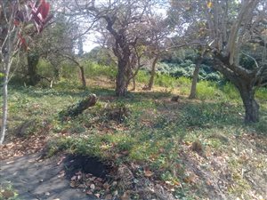 1351 m² Land available in Palm Beach