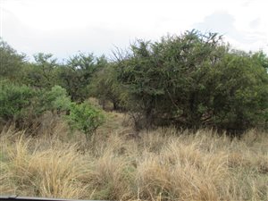 1 ha Land available in Leeuwfontein Estate