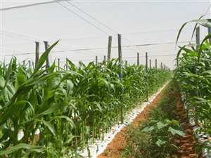 43 m² Farm in Bainsvlei