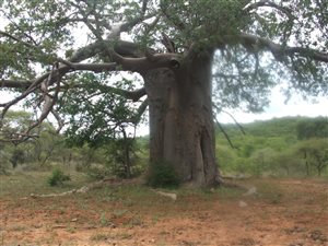 534 ha Farm in Musina