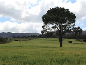226 ha Farm in Bredasdorp