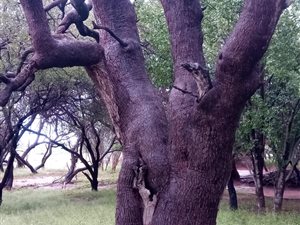 44 ha Farm in Lephalale (Ellisras)