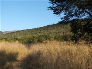 8.5 ha Farm in Louis Trichardt