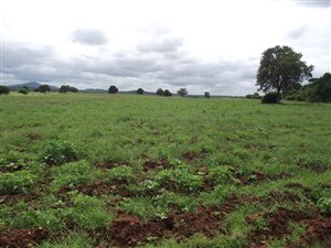 1357 ha Farm in Louis Trichardt