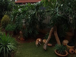 3 Bed House in Edelweiss