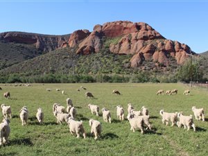 765 ha Farm in Oudtshoorn