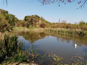 19 ha Farm in Tzaneen Industrial