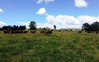19.6 ha Land available in Currys Post