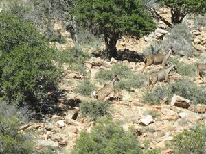 303 ha Farm in Willowmore