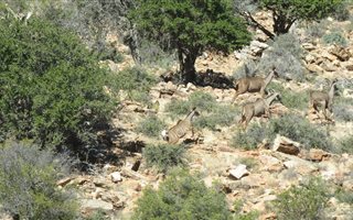 303 ha Farm in Willowmore