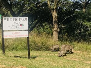 1.3 ha Land available in Wild Fig Estate